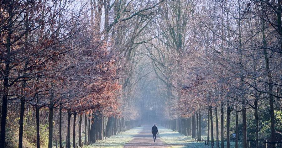 A person walking alone on a quiet tree-lined path in soft morning light